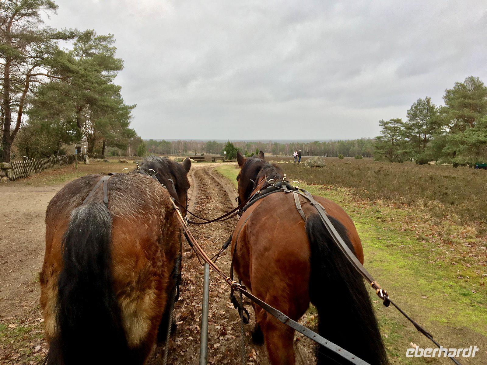 Tag 4 - Kutschfahrt durch die Lüneburger Heide