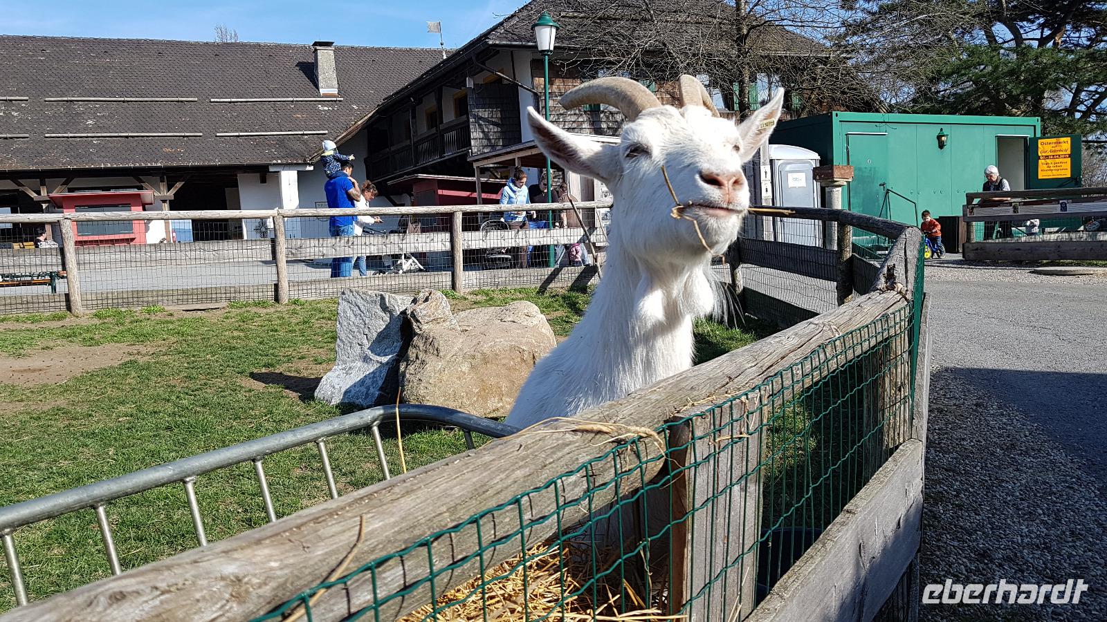 Gut Aiderbichl 20190330 154201