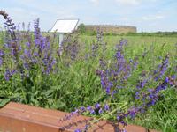 Zeitsteg an der Slawenburg Raddusch