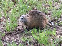 Nutria im Spreewald