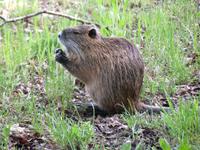 Nutria im Spreewald