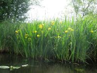 Wasserlilien im Spreewald