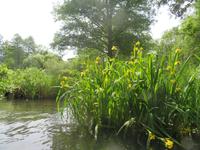 Wasserlilien im Spreewald