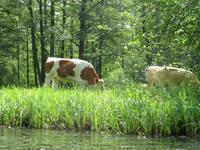 Kühe im Spreewald
