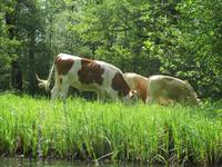 Kühe im Spreewald