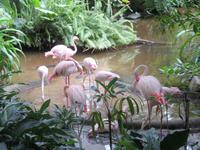 Flamingos im Tropical Islands