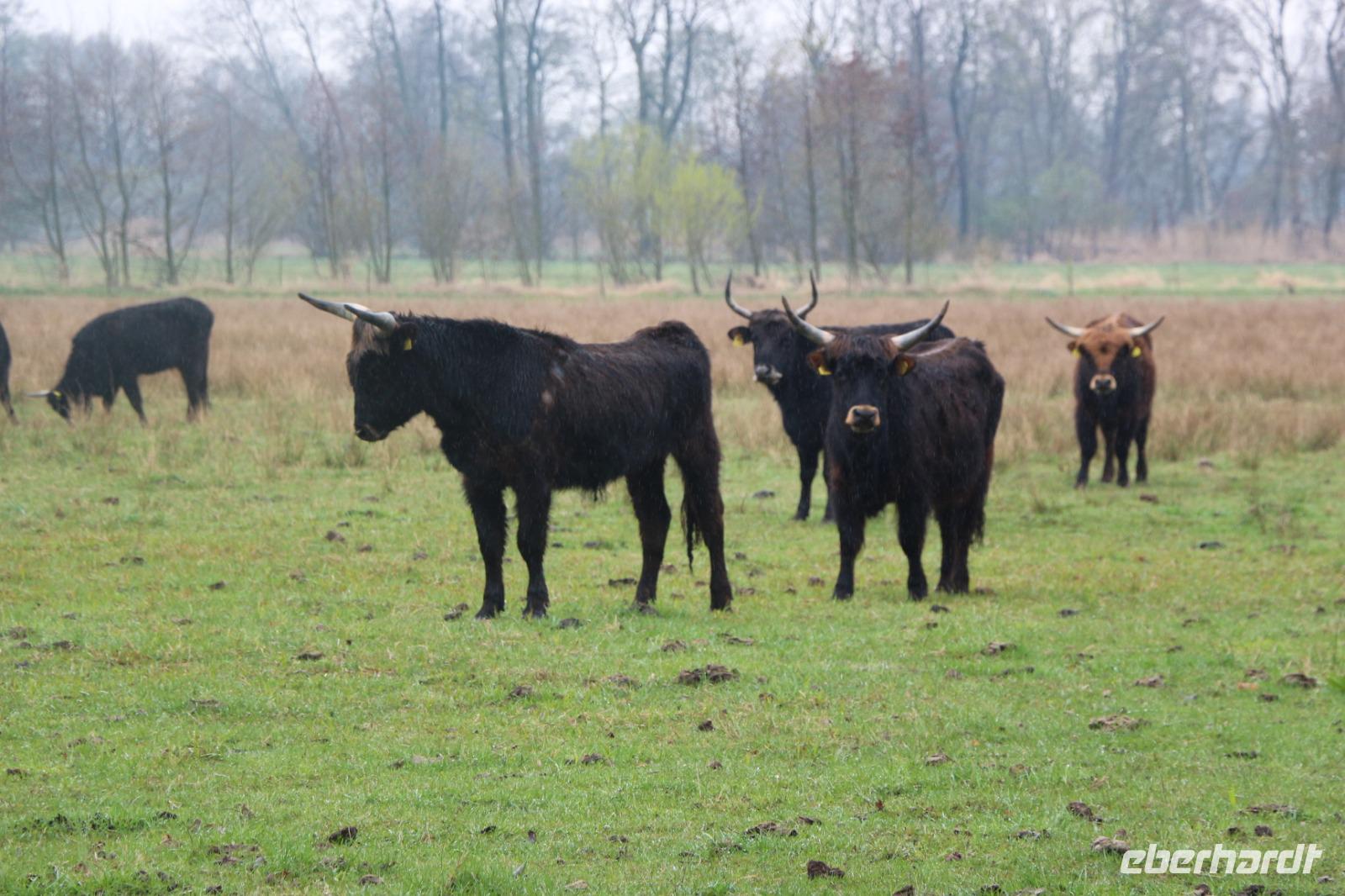 Aueroxen in der Spreeaue