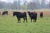 Aueroxen in der Spreeaue