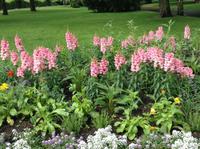 schöne Blumenanlagen am Bregenzer Ufer