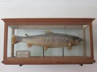 Die bisher größte gefangene Seeforelle aus dem Königssee war 1,24 Meter lang.