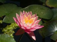 Blühendes Barock in Ludwigsburg