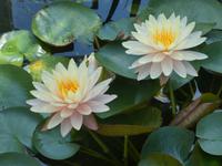 Blühendes Barock in Ludwigsburg