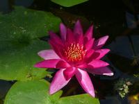 Blühendes Barock in Ludwigsburg