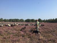 Heidschnucken- Austrieb