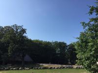 Heidschnucken Eintrieb am Abend