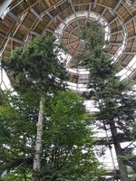 3 Baumwipfelpfad (23)