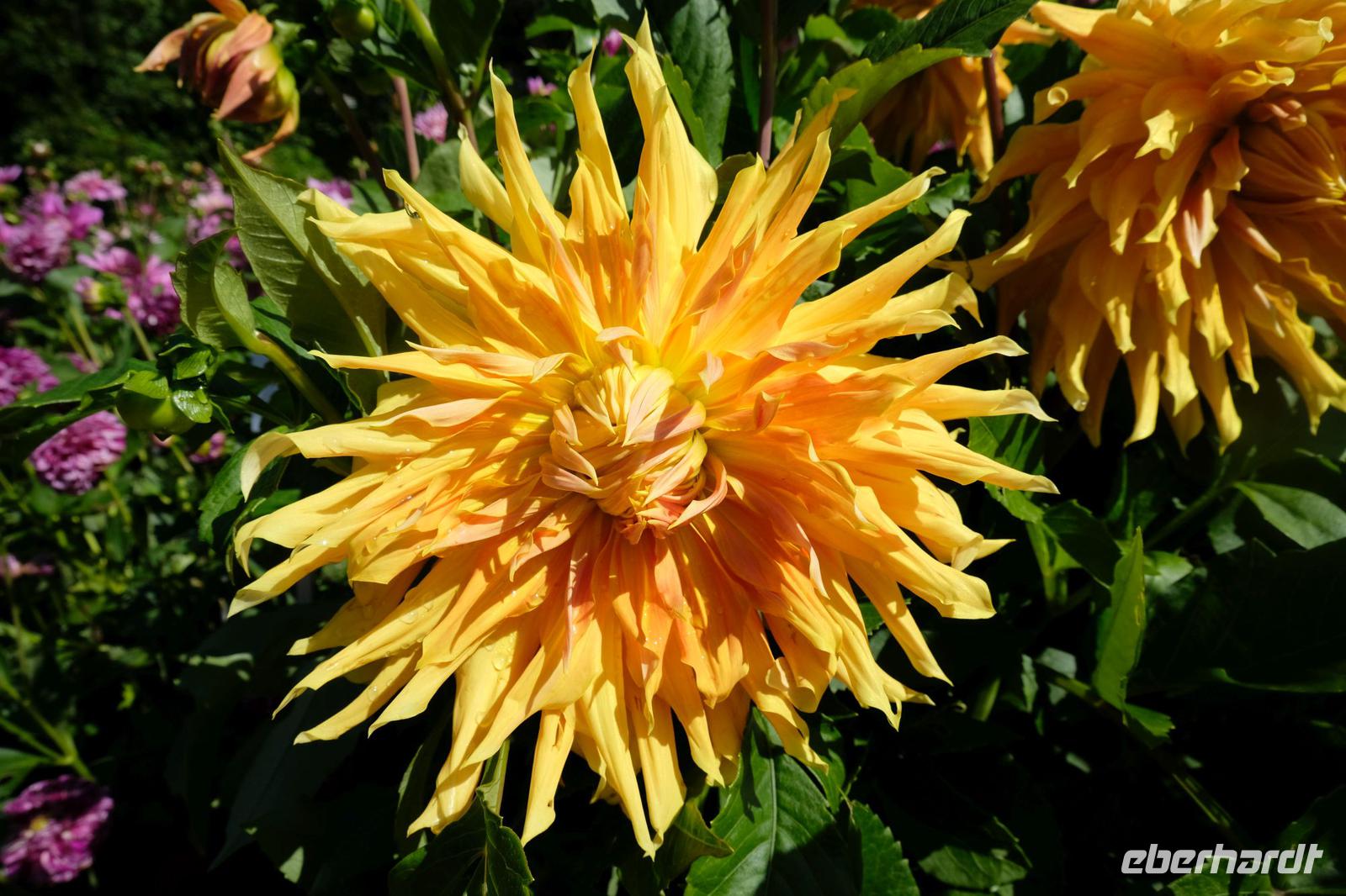 Dahlienschau auf Mainau