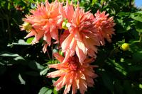 Dahlienschau auf Mainau