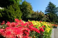 Dahlienschau auf Mainau