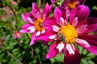 Doch noch eine Biene