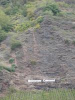 DSCN4702 steilster Weinberg / Mosel