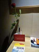 1 A- Rosa Begrüßungsrose