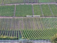 101a Moselweinlagen 2