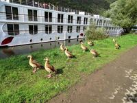 113 Nilgänse bestaunen das Schiff