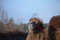 Ich kann auch pfeifen