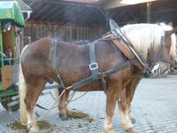 Wilhelmsreut_Kremserfahrt beim Milchbauern