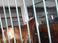 Wilhelmsreut_Pferdestall beim Milchbauern