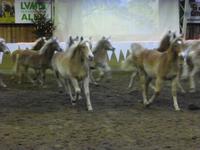 Meura Weihnachtsgala