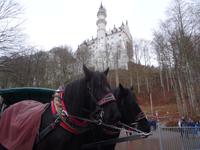 2. Schloss Neuschwanstein -Kutsche