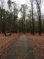 Der Bernauer Wald