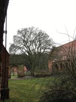 Historischer Klosterbaum