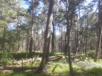 Wanderung Darßer Ort (Darßwald)