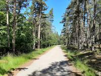 Wanderung Darßer Ort (Darßwald)