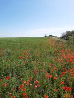 Wanderung entlang der Hohen Küste zwischen Wustrow und Ahrenshoop (Blick zum Bakelberg)