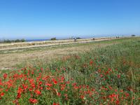 Wanderung entlang der Hohen Küste zwischen Wustrow und Ahrenshoop (Aufstieg zum Bakelberg)