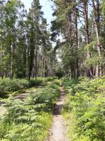 Wanderung durch den Darßwald zum Weststrand