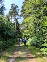 Wanderung durch den Darßwald zum Weststrand
