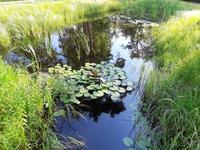 Kurpark in Dierhagen-Strand