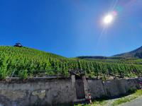 Flusskreuzfahrt mit A-ROSA FLORA • Weinberg des Doctorweins in Bernkastel-Kues