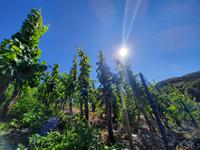 Flusskreuzfahrt mit A-ROSA FLORA • Weinberg des Doctorweins in Bernkastel-Kues