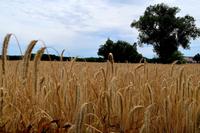 Pilger-Schnuppertour in Sachsen mit Wanderung auf dem ökumenischen Pilgerweg – Führung im Schloss Schönfeld – Minizug-Fahrt auf der Via Regia – Großenhain 