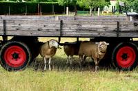 Pilger-Schnuppertour in Sachsen mit Wanderung auf dem ökumenischen Pilgerweg – Führung im Schloss Schönfeld – Minizug-Fahrt auf der Via Regia – Großenhain 