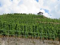 Traben-Trabach - steilste Weinlagen