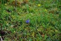 Alpenenzian auf der Roßfeldpanoramastraße