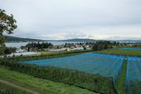 Blick auf den Bodensee mit Obstplantagen