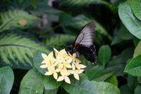 Im Schmetterlingshaus